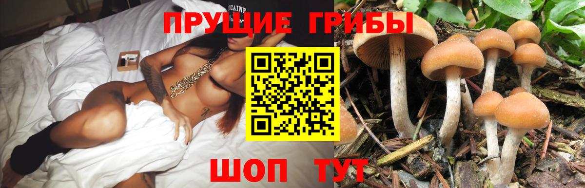 Галлюциногенные грибы Psilocybine cubensis  Вход с VPN  Советский 
